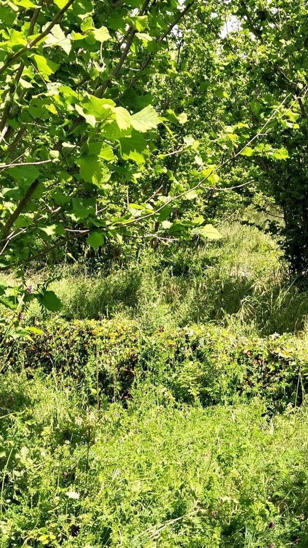 terreno in vendita a Mascali