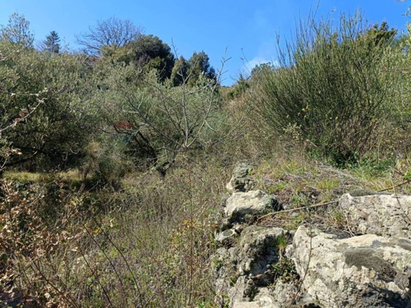 terreno agricolo in vendita a Mascali in zona Montargano