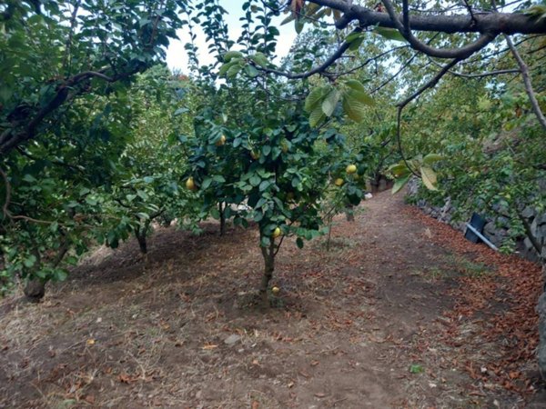terreno agricolo in vendita a Mascali