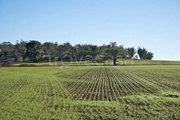 terreno agricolo in vendita a Mascalucia