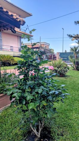 casa indipendente in vendita a Mascalucia