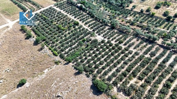 terreno agricolo in vendita a Militello in Val di Catania