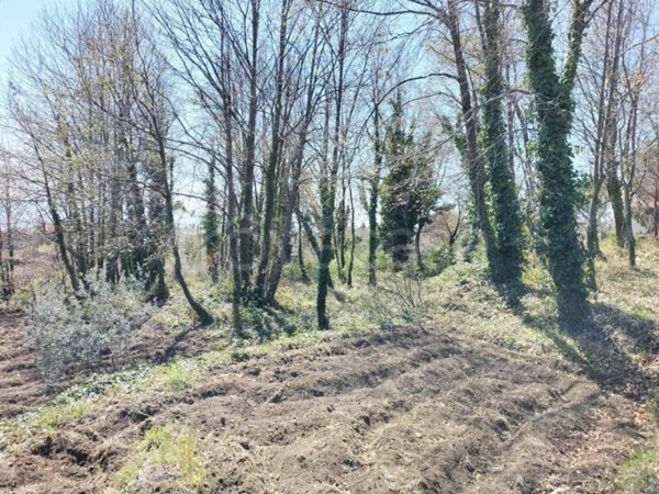 terreno agricolo in vendita a Milo