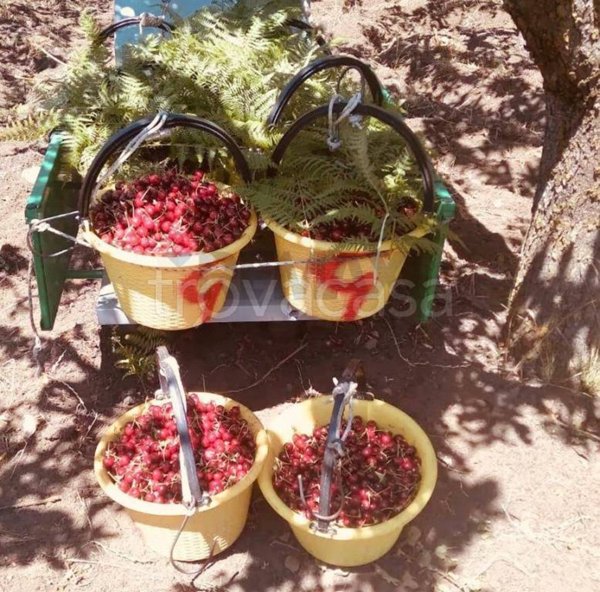 terreno agricolo in vendita a Milo