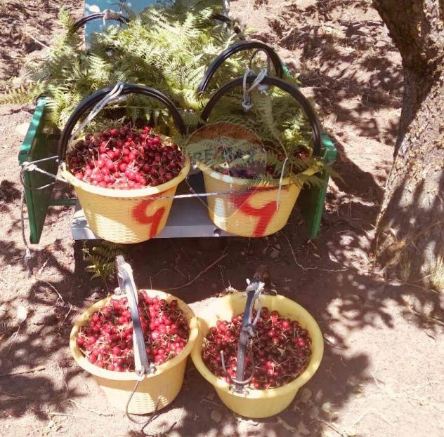 terreno agricolo in vendita a Milo