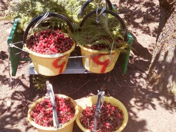 terreno agricolo in vendita a Milo