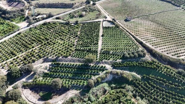 terreno agricolo in vendita a Mineo