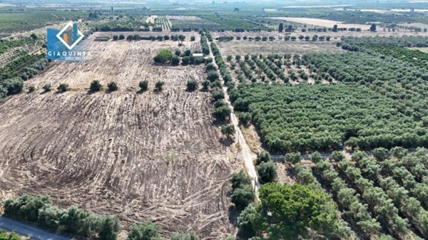 terreno agricolo in vendita a Mineo