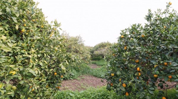 terreno agricolo in vendita a Mineo