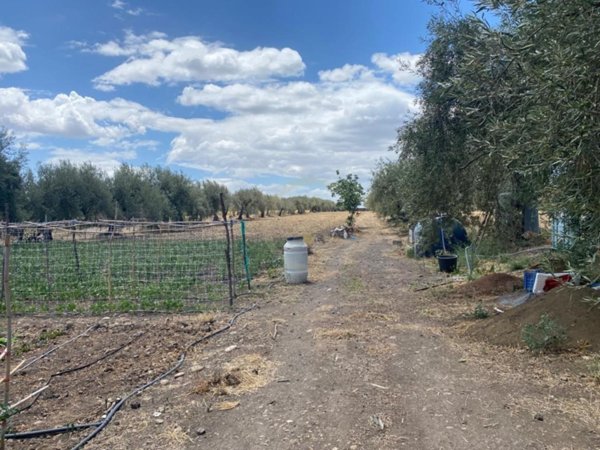 terreno agricolo in vendita a Misterbianco