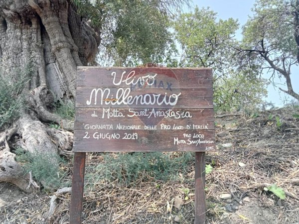 terreno agricolo in vendita a Motta Sant'Anastasia