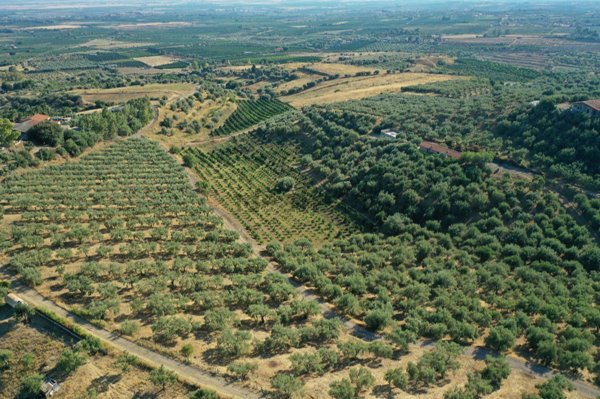 terreno agricolo in vendita a Motta Sant'Anastasia