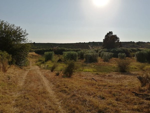 terreno agricolo in vendita a Motta Sant'Anastasia