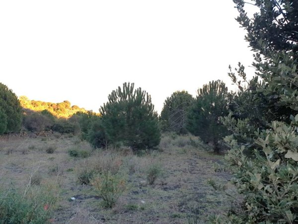 terreno agricolo in vendita a Nicolosi