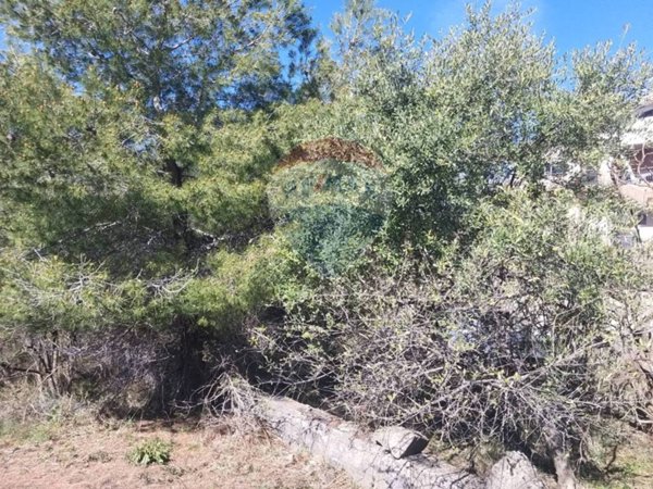 terreno agricolo in vendita a Nicolosi