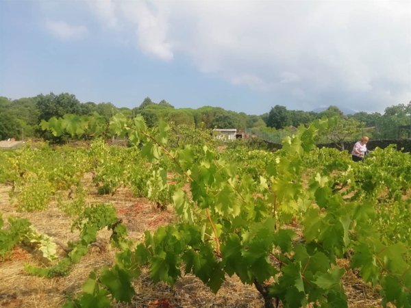 terreno agricolo in vendita a Nicolosi