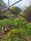 terreno agricolo in vendita a Nicolosi