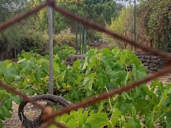 terreno agricolo in vendita a Nicolosi