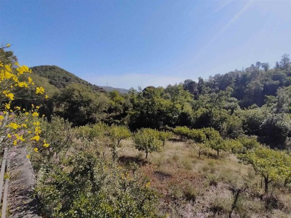 terreno agricolo in vendita a Nicolosi
