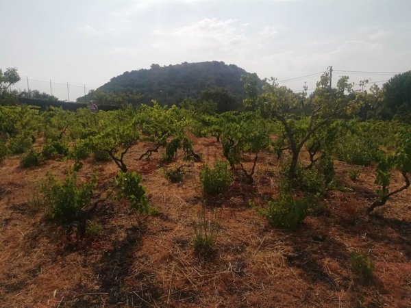 terreno agricolo in vendita a Nicolosi