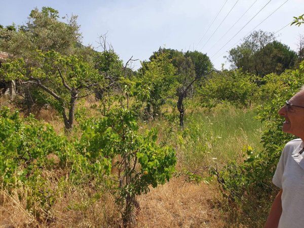 terreno agricolo in vendita a Nicolosi
