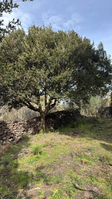 terreno agricolo in vendita a Nicolosi
