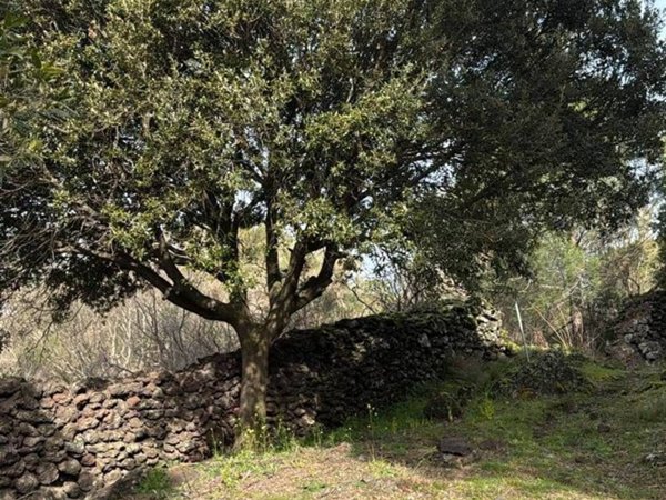 terreno agricolo in vendita a Nicolosi