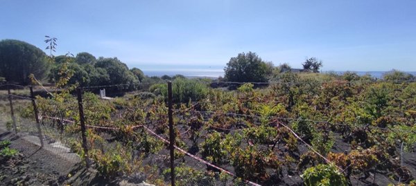 terreno in vendita a Nicolosi