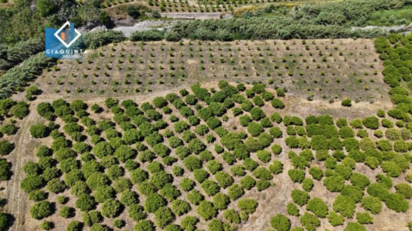 terreno agricolo in vendita a Palagonia