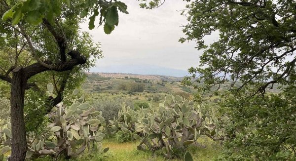 terreno agricolo in vendita a Palagonia