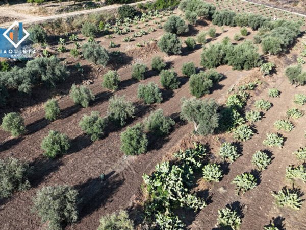 terreno agricolo in vendita a Palagonia