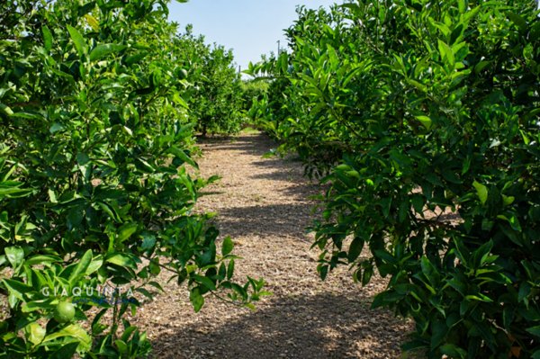 terreno agricolo in vendita a Palagonia