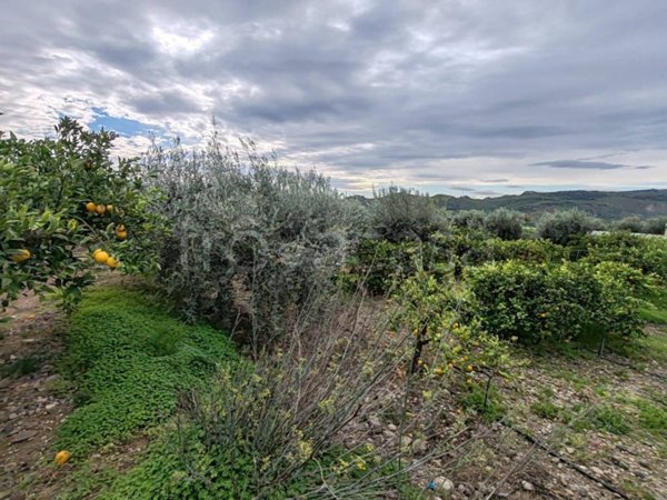 terreno agricolo in vendita a Paternò in zona Centro Storico