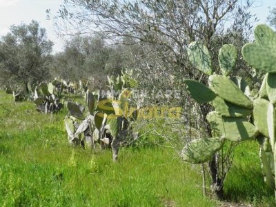 terreno agricolo in vendita a Paternò