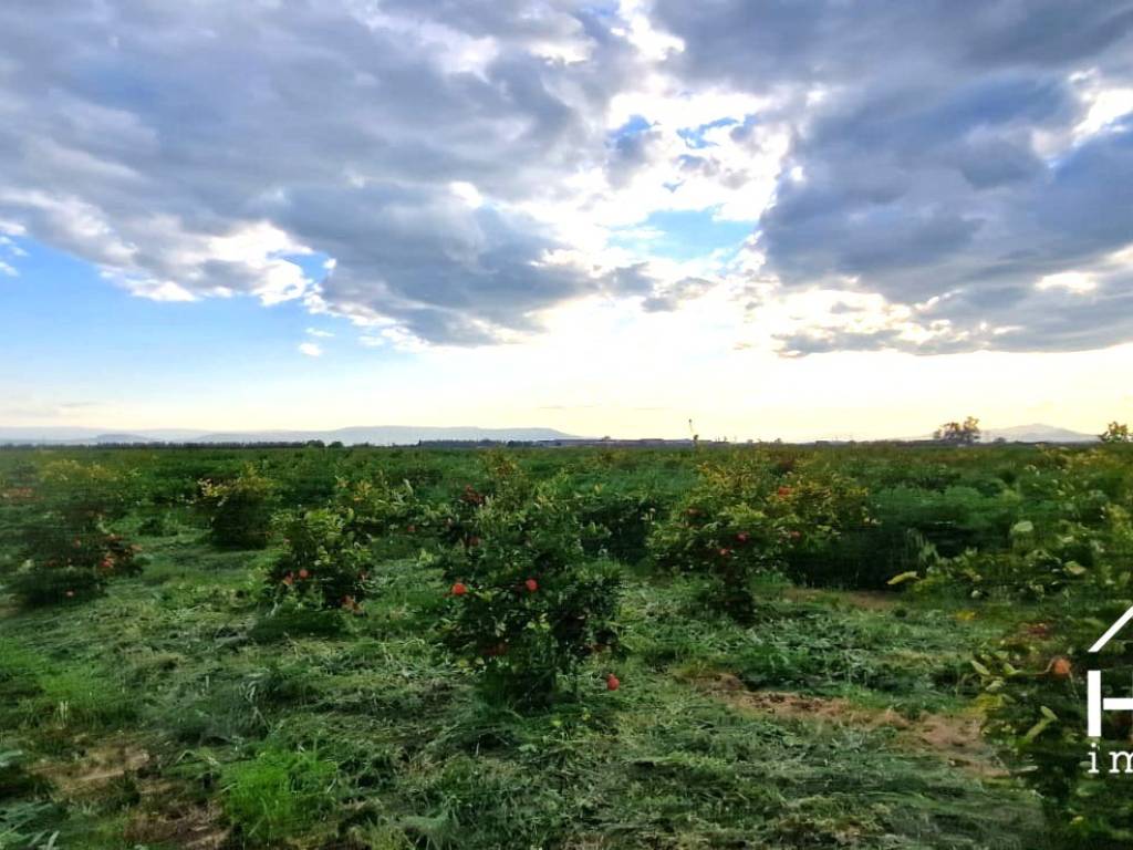 terreno agricolo in vendita a Paternò