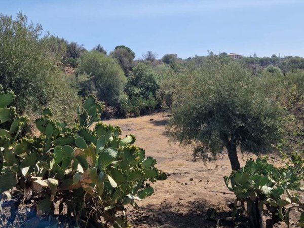 terreno agricolo in vendita a Paternò