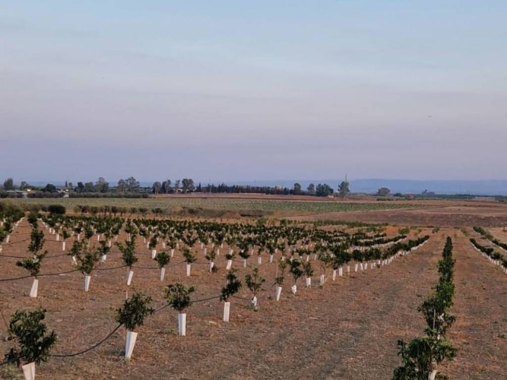 terreno agricolo in vendita a Paternò