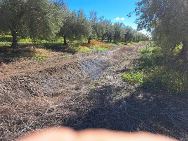 terreno agricolo in vendita a Paternò
