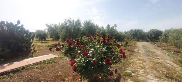 terreno agricolo in vendita a Paternò