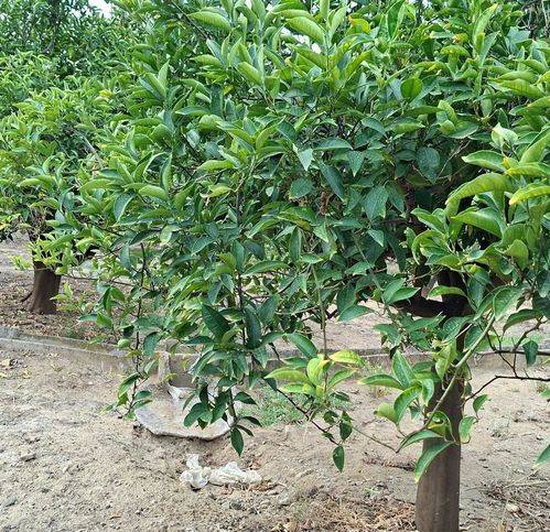 terreno agricolo in vendita a Paternò