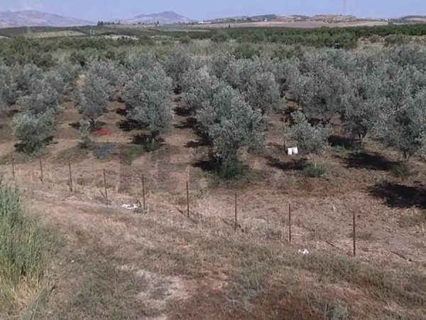 terreno agricolo in vendita a Paternò