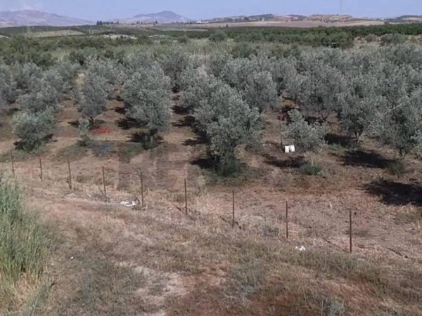 terreno agricolo in vendita a Paternò