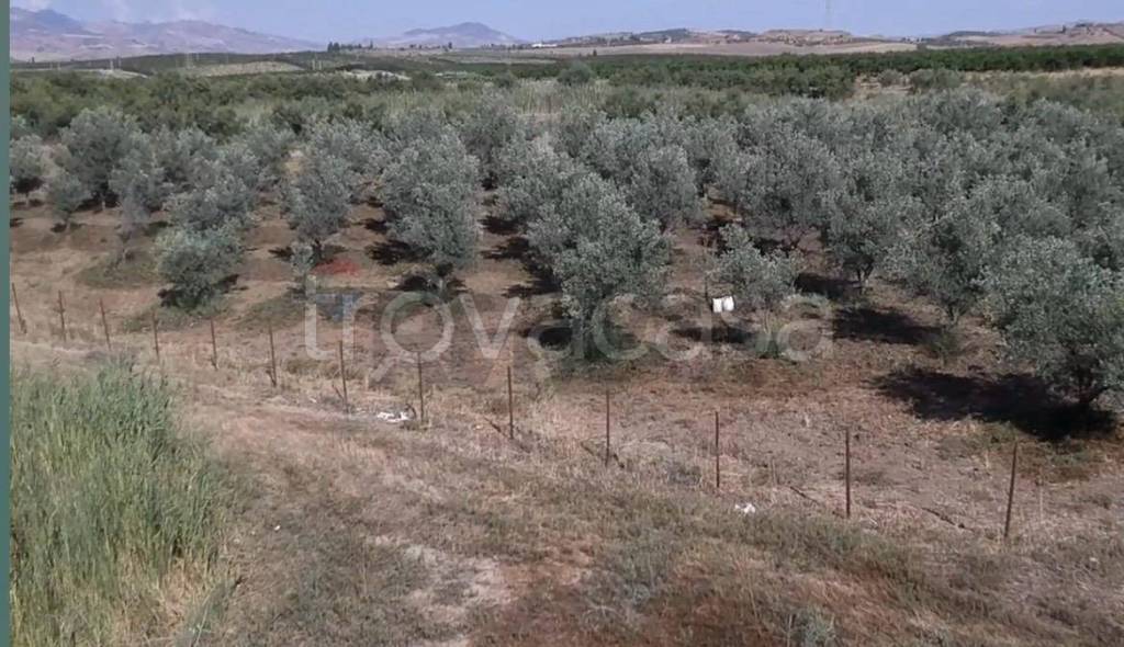 terreno agricolo in vendita a Paternò