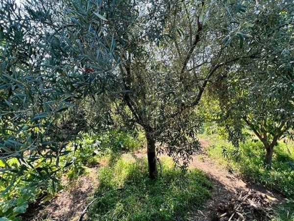 terreno agricolo in vendita a Paternò in zona Centro Storico