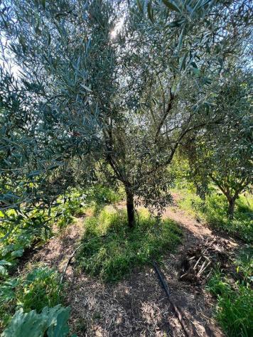 terreno agricolo in vendita a Paternò in zona Centro Storico