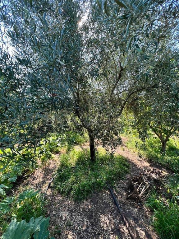 terreno agricolo in vendita a Paternò in zona Centro Storico