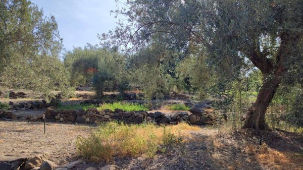 terreno agricolo in vendita a Paternò