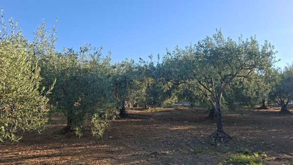 terreno in vendita a Paternò in zona Sferro