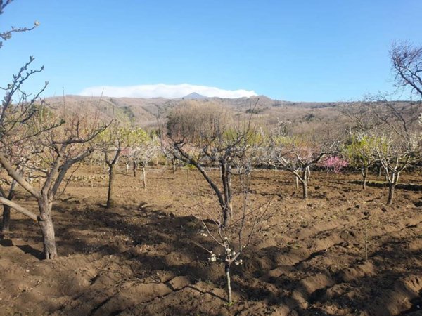 terreno agricolo in vendita a Pedara in zona Tarderia