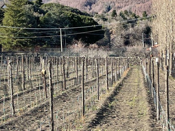 terreno agricolo in vendita a Pedara